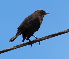 Quiscalus lugubris