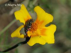 Acmaeodera venusta