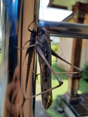 Mecopoda elongata