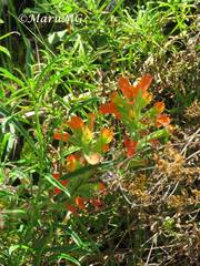 Castilleja glandulosa