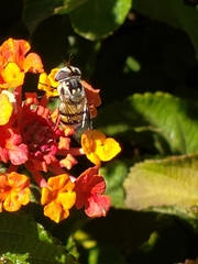 Copestylum fornax
