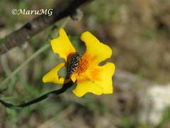 Acmaeodera venusta