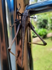 Mecopoda elongata
