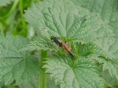 Stenichneumon culpator