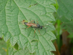 Stenichneumon culpator