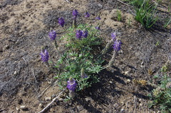Lupinus lepidus sellulus