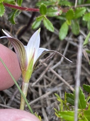 Romulea longipes