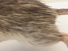 Chaetodipus