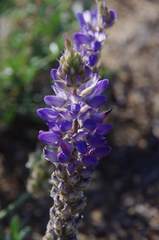 Lupinus lepidus sellulus