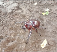 Xylotrupes gideon