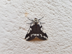 Rhodophthitus commaculata