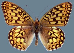 Speyeria callippe harmonia