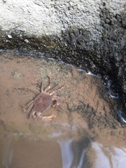 Parathelphusa convexa