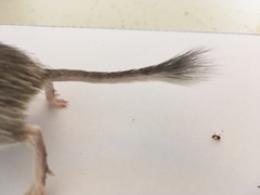 Chaetodipus
