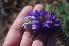 Lupinus lepidus sellulus