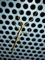 Tropidoderus gracilifemur