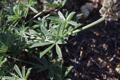 Lupinus lepidus sellulus