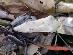 Clinotarsus curtipes