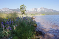 Lupinus lepidus sellulus