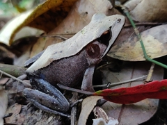 Clinotarsus curtipes