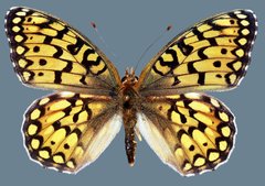 Speyeria callippe harmonia