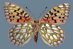 Speyeria callippe harmonia