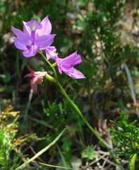 Calopogon tuberosus tuberosus