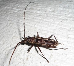 Trirachys acanthophorus