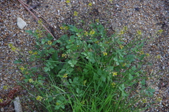Rorippa curvisiliqua
