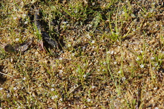 Limosella acaulis