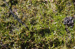 Limosella acaulis