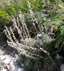 Artemisia alpina