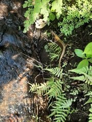 Eutropis multifasciata