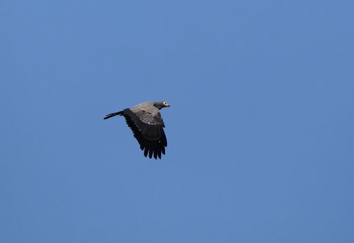 African Harrier-Hawk