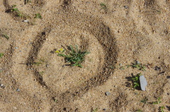 Rorippa subumbellata