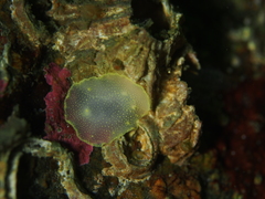 Cadlina laevis