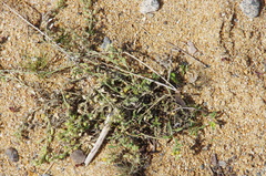 Rorippa subumbellata