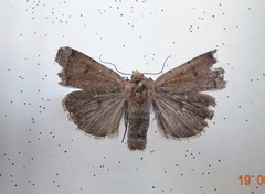 Abagrotis reedi