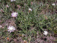 Psephellus galushkoi