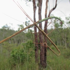 Austrosipyloidea carterus