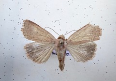 Abagrotis cupida