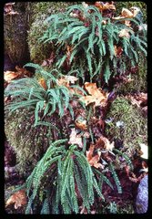 Asplenium trichomanes trichomanes