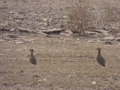 Cursorius coromandelicus