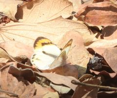 Colotis euippe mediata