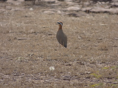Cursorius coromandelicus