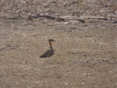 Cursorius coromandelicus