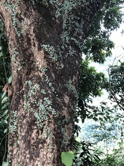 Lemmaphyllum microphyllum