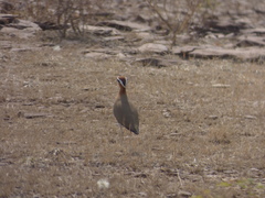 Cursorius coromandelicus