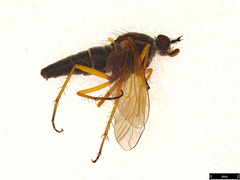 Anabarhynchus kosciuskoensis