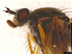 Anabarhynchus kosciuskoensis